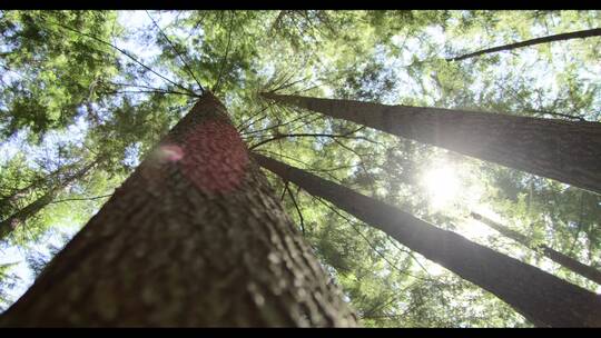 阳光下低角度拍摄树顶