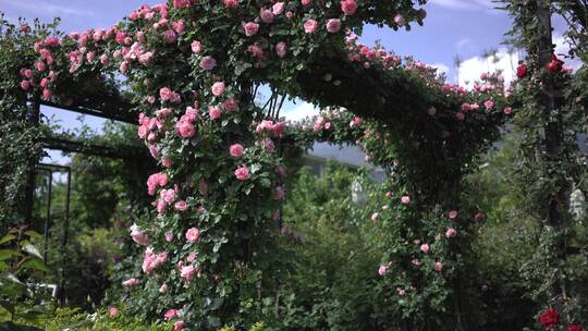 月季花玫瑰花花园公园