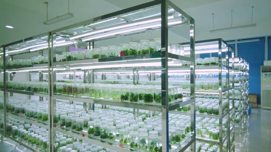 生物实验室植物培育视频素材模板下载