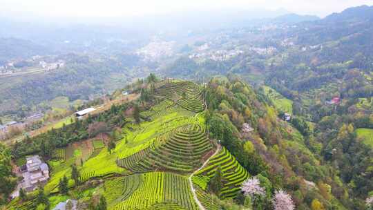 合集美丽乡村乡村振兴茶园茶山茶叶航拍