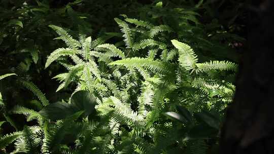 蕨类植物 植物 绿色 叶子 自然 特写 树叶