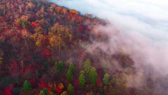 4K秋天五花山吉林东北秋景日出云海云雾逆光