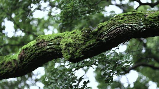 雨中古木上的绿色苔藓 园林 苏州园林