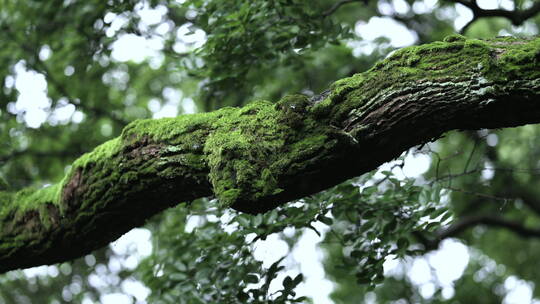 雨中古木上的绿色苔藓 园林 苏州园林视频素材模板下载