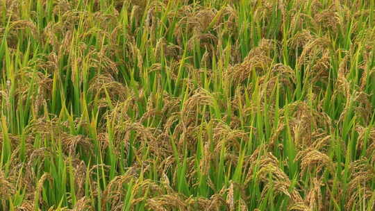 金黄的稻谷稻穗