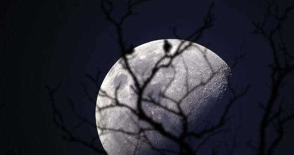 夜晚空镜巨大的月亮前景树枝