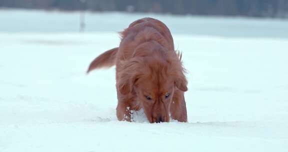 狗，金毛猎犬，玩耍，雪