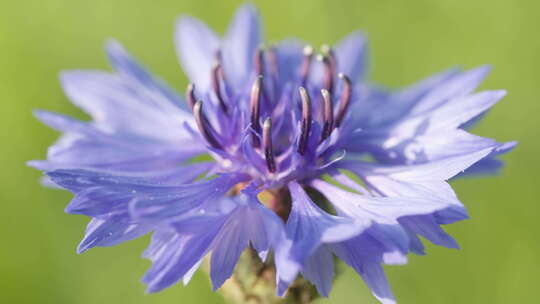 春天夏初蓝色花朵紫色矢车菊