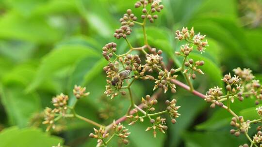 蜜蜂在采蜜飞行爬行