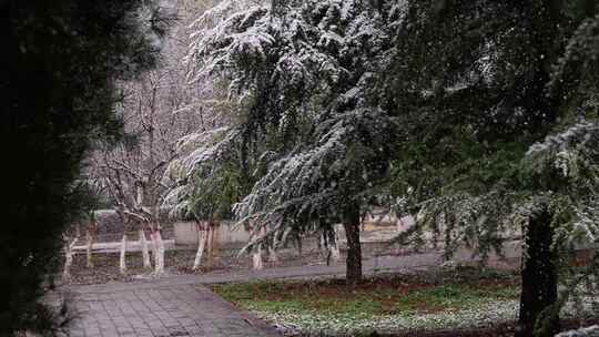 寒冷冬天公园里大雪中的树木空境升格