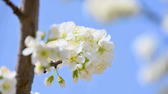 春天阳光下盛开的白色梨花蜜蜂采蜜