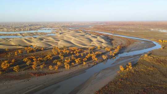 新疆罗布人村寨 秋天金黄的胡杨林 航拍合集