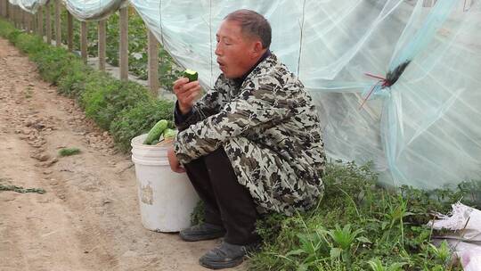 大棚黄瓜种植视频素材模板下载