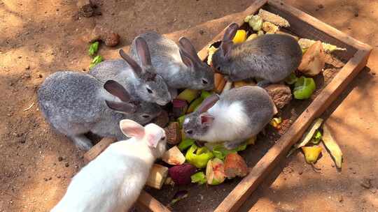 兔子可爱小动物宠物啮齿动物食草动物