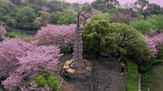 杭州白塔公园樱花