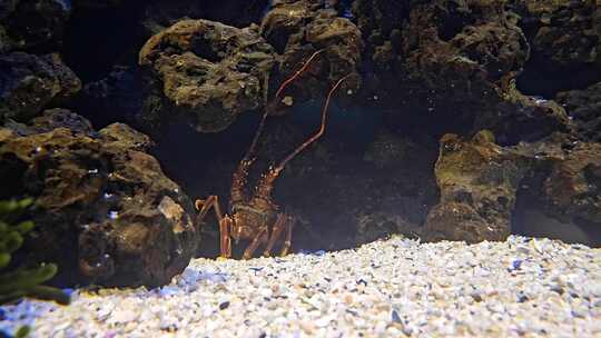 海底躲在岩石缝里的的龙虾