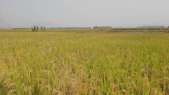 4k 秋天的乡村水稻田稻谷