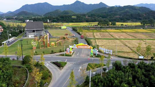 浙江杭州建德金色稻田田园风光