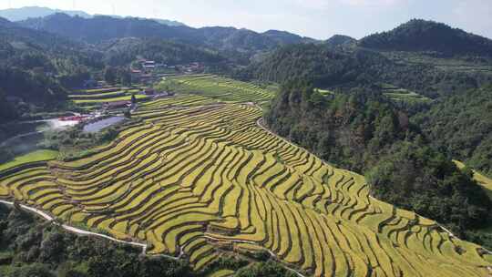 山川丘陵农业种植金黄稻田梯田航拍