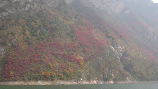 长江三峡巫峡红叶