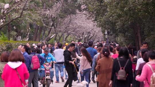 武汉大学樱花大道盛开参观的游客