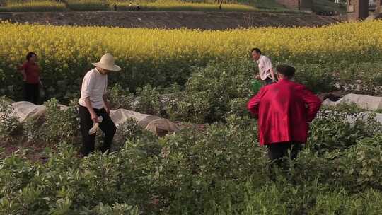 油菜农地视频素材模板下载