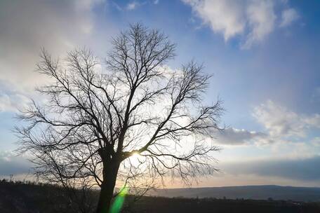 日落光芒穿梭大树延时摄影视频素材