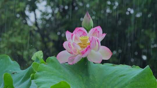 夏天雨水荷花荷叶雨滴雨景