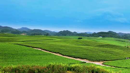 湄潭茶园 采茶 茶马古道 茶文化