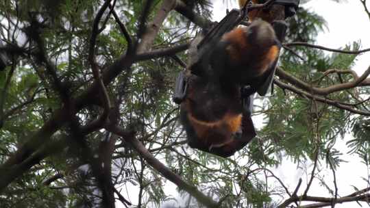 两只交配的果蝠倒挂在树枝上，白天马夫拉，维多利亚，澳大利亚