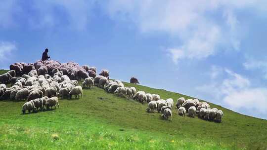 草原牧场 羊群