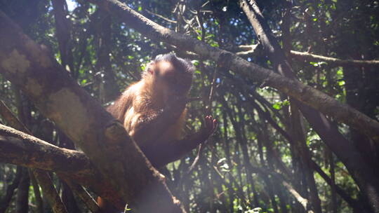 猴子坐在树上吃东西视频素材模板下载