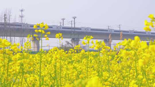 杭州临平春天油菜花花田高铁驶过