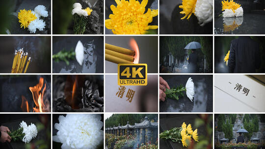 清明节清明时节几点扫墓追忆追思菊花祭祖高清在线视频素材下载