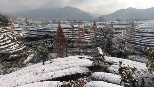 4K实拍浙江义乌大陈道人峰茶园雪景风光