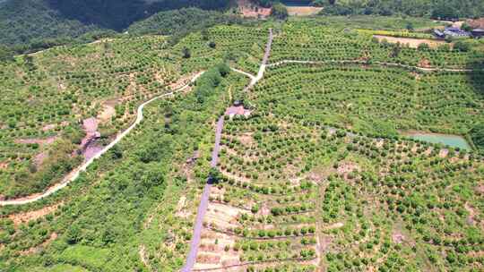 杭州富阳永安山香榧种植基地航拍