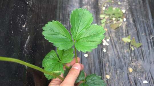 草莓 特写 草莓叶子 未结果的草莓 大棚