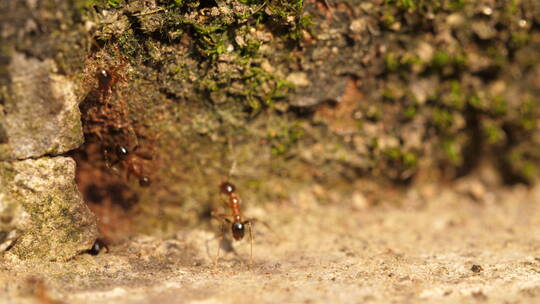 蚂蚁搬运食物特写镜头