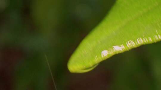 被雨淋的树叶