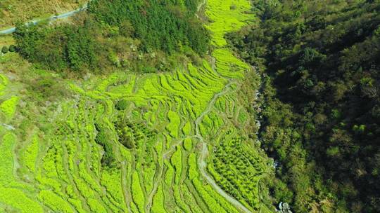 大山梯田视频素材模板下载