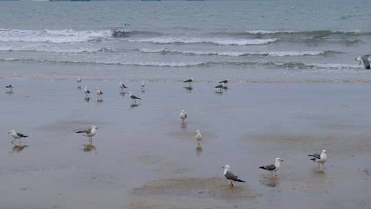 海边沙滩上栖息的海鸥