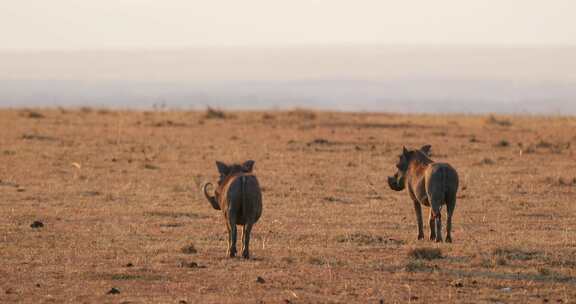 站在非洲肯尼亚马赛马拉国家保护区大草原上