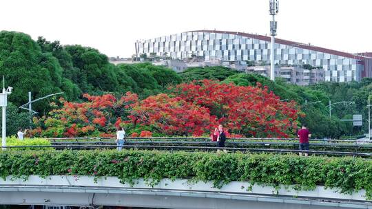 中国广东省广州市白云区白云大道南凤凰花