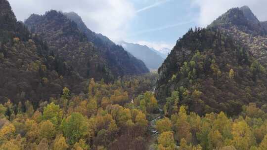 青海互助北山秋林航拍视频