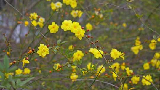 早春迎春花清明花小黄花花簇花瓣花蕊花朵