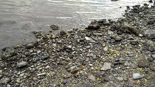 岩石海岸上的鹅卵石视频素材模板下载