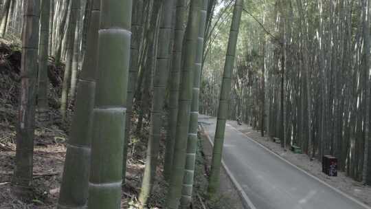 警车行驶在竹林