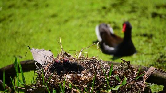 实拍超高清野生动物黑水鸡繁殖孵化