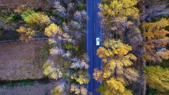 公路两边树木秋景