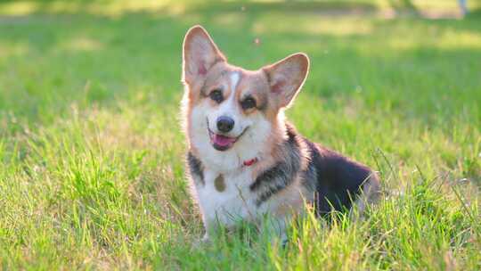 柯基犬，狗，宠物，犬